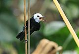 White-headed Marsh Tyrant